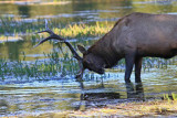 Just washing my antlers.jpg