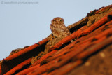 Little Owl