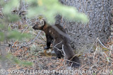 Pine Marten