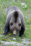Grizzly Bear 114 (prev. 64)