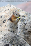 Golden-mantled Ground Squirrel