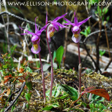 Calypso Orchids at Emerald Lake