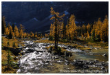 Autumn at Lake OHara - Opabin Plateau