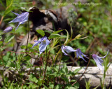 Harebell