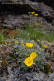 alpine wildflowers