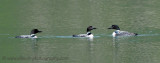 Common Loons