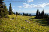 Glacier Lily meadows on Trophy Mountain