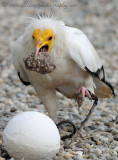 Egyptian Vulture at work