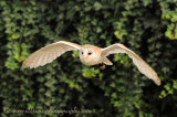 Barn Owl