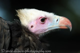 White-headed Vulture