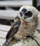 Spectacled Owl