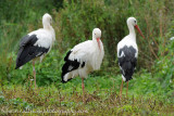 Storks