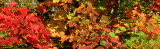 Autumn colours on one single tree!