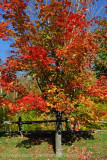 Sparkling autumn tree