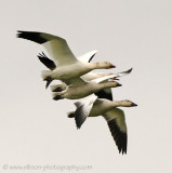 Snow Geese at Cap Tourmente