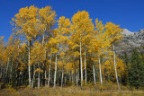 Aspen in autumn colours along the Bow Valley Parkway