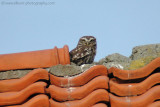 Little Owl