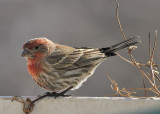 House Finch male