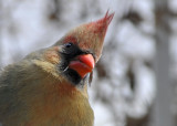 Northern Cardinal female