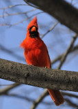 Northern Cardinal