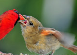 Baby Northern Cardinal being fed