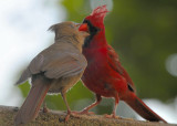 Northern Cardinal feeding fledgling