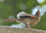 Northern Cardinal fledgling