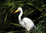 Great Egret