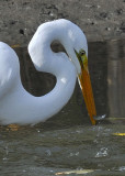 Great Egret fishing - Success!  6 of 6