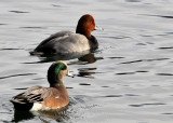 American Wigeon and Redhead Duck