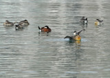 Ruddy Ducks