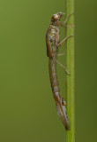 New Born Damselfly