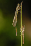 Damselfly11.jpg