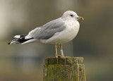 Common Gull 2