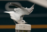 stormmeeuw-strekken-2.jpg