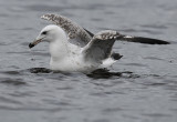 Caspian Gull 2e winter 2