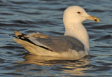 Caspian Gull 4e winter 2