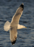 Caspian Gull 4e winter 3