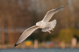 Caspian Gull 4e winter 4