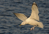 Caspian Gull 4e winter 5
