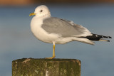 Stormmeeuw-adult-winter.jpg