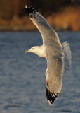 Caspian Gull 4e winter 6