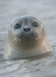 zeehond-frontal.jpg