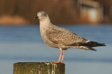 zilvermeeuw-13.jpg