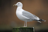 Caspian Gull 4e winter 9