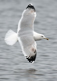 Caspian Gull 4e winter 10