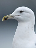 Caspian Gull 4e winter 11