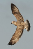 zilvermeeuw-1e-winter-3.jpg