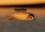 Common Gull 3