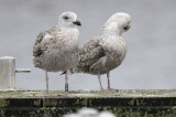 Great-black-backed-gull-3.jpg